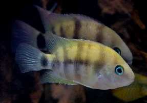 spilurum1
