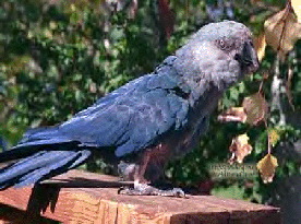 spix
