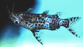 synodontis_nigriventris