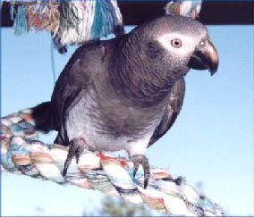 timneh1