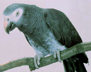 timneh_grey_parrot