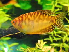 trichogaster_trichopterus_gold