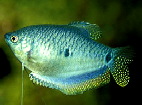 trichogaster_trichopterus_x