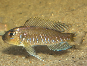 triglachromis_otostigma
