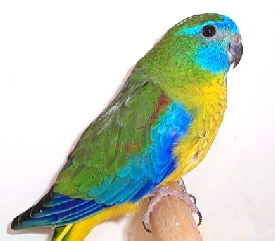 turquoise102