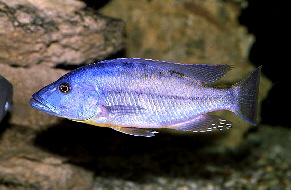 tyrannochromis_macrostoma_m_