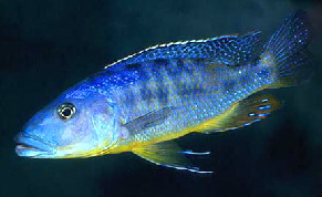 tyrannochromis_macrostoma_male_1