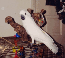 umbrella_cockatoo