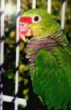 vinacea