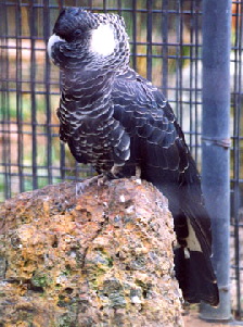 white-tailed_black