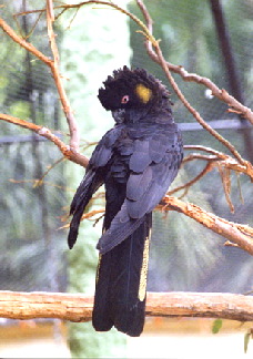 yellow-tailed_black1
