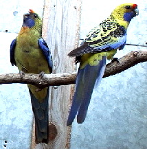 yellow pair