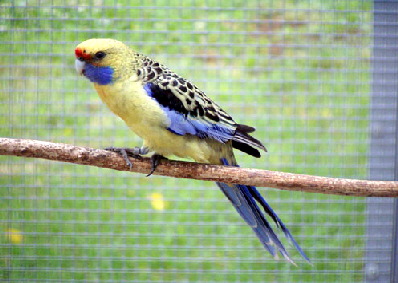 yellow rosella