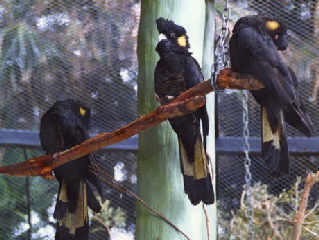 yellowtailed_black