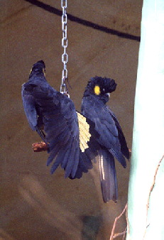 yellowtailed_black2