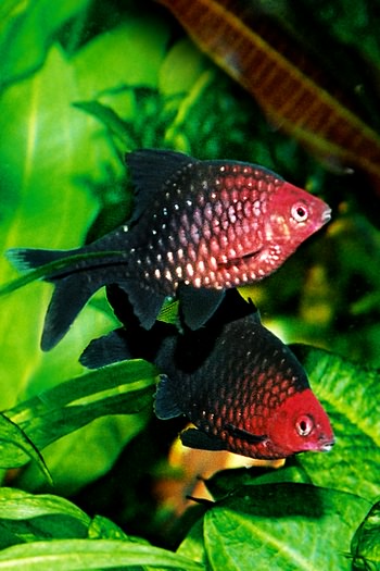 barbus_nigrofasciatus