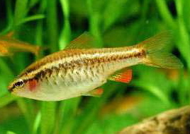 cherrybarb1