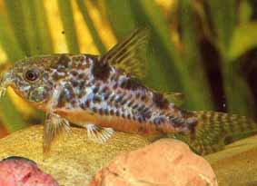 corydoras paleatus