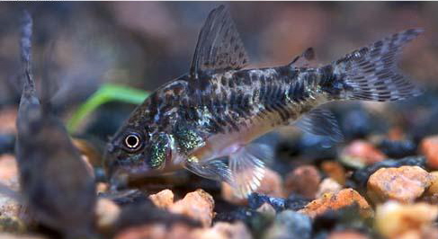 corydoras_paleatus