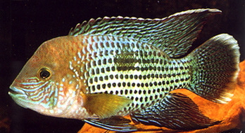 fAequidens_rivulatus