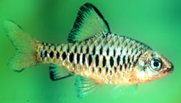 fish_barbus_oligolepis__Checker_barb_