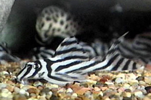 hypancistrus_zebra