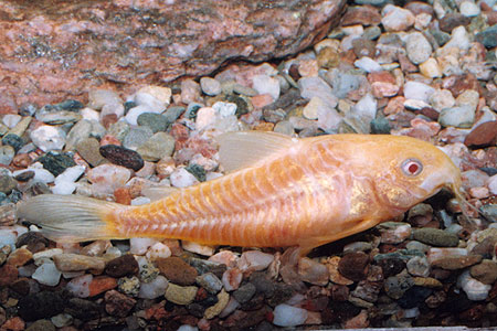 paleatus albino