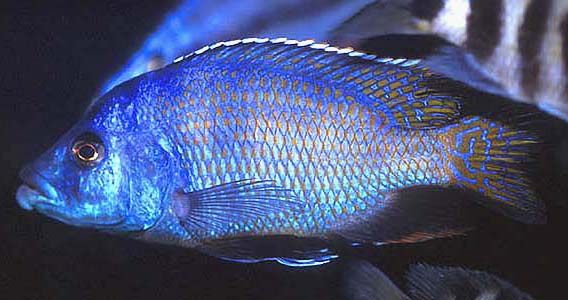 placidochromis_milomo_x
