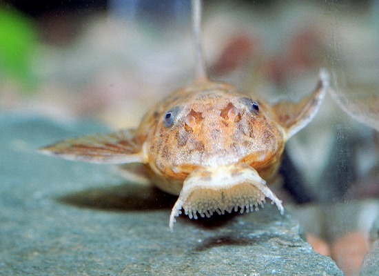 rineloricaria_lanceolata2