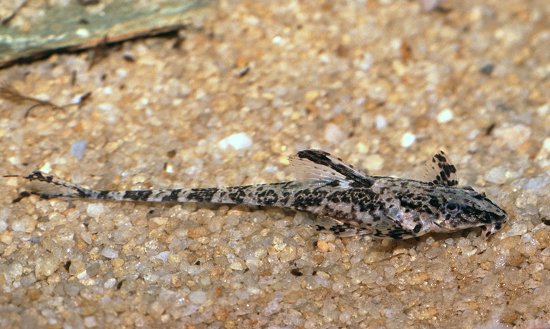 rineloricaria_parva1