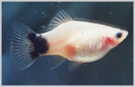 Mickey mouse platy