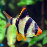 tigerbarb