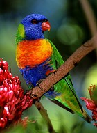 RainbowLorikeet