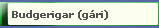 Budgerigar (gri)