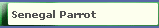 Senegal Parrot