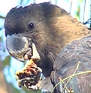Black-Cockatoo_Glossy