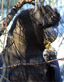 Black-Cockatoo_Glossy4