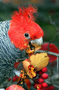 Cockatoo_Gang-gang