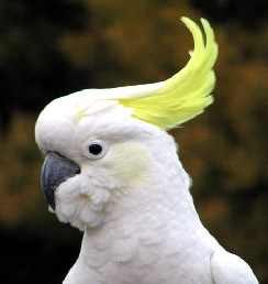 Cockatoo_Sulphur-crested