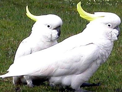 Cockatoo_Sulphur-crested3r