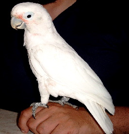 Goffins2