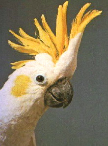 LesserSulfur-crestedCockatoo