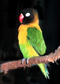 Masked_Lovebird