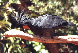 Palm3