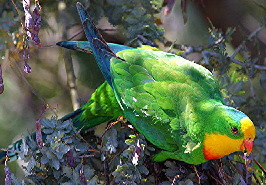 Parrot_Superb5602