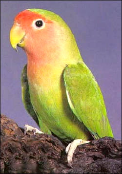 Peach-faced_Lovebird