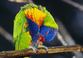 Rainbow-Lory-1-L