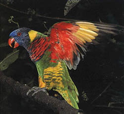 Rainbow_Lory