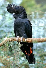 Red-tailedBlackCockatoo