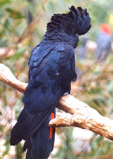 Red-tailed_black1